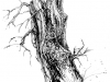 Goshen Tree Study