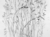 untitled sketch, Grasses 